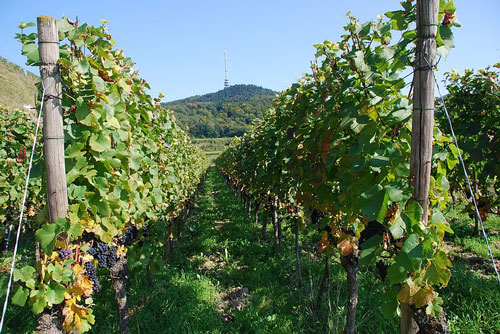 500px-Kaiserstuhl Weinreben